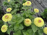 Zinnia- Queeny Lime with Blotch