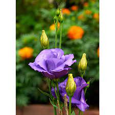 Echo Blue – Lisianthus Seed