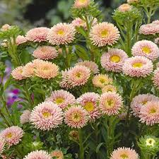 Matsumoto Apricot – Film-Coated China Aster Seed