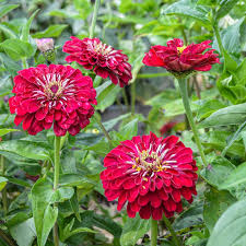 Zinnia- Benary's Giant Deep Red