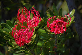 Waratah- Tasmanian