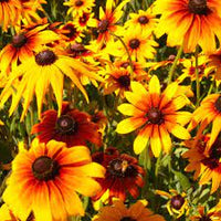 Black Eyed Susan- Rustic Dwarf Mixed