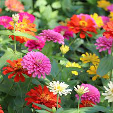 Zinnia- Lilliput Mix