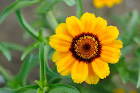 Zinnia- Soleado