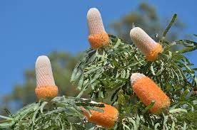 Banksia- Acorn (Dwarf)