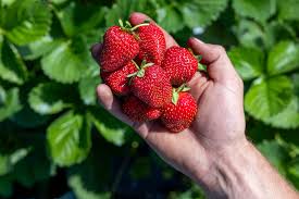 AC Valley Sunset – Strawberry Plants Seed