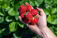 AC Valley Sunset – Strawberry Plants Seed