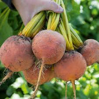 Boldor – Organic Golden Beet Seeds