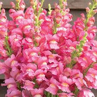 Costa Rose – Snapdragon Seed