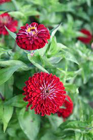 Giant Dahlia Flowered Deep Red – Zinnia Seed