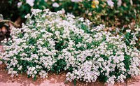 Alyssum- Carpet of Snow