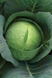 Cabbage Hybrid Vegetable Seeds