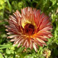 Orange Flash – Calendula Seed