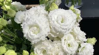 Corelli Sugoi III White Lisianthus Seed