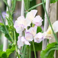 Spencer Ice Cream – Sweet Pea Seed