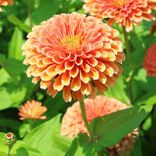 Zinnia- Benary's Giant Salmon Rose 250 seeds