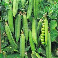 Peas Arkel Vegetable Seeds