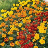 Durango Outback Mix – Marigold Seed