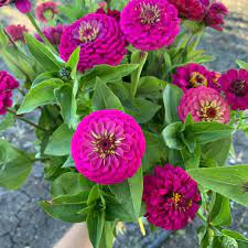 Zinnia- Oklahoma Carmine