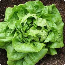 Lettuce Butter Crunch Organic Vegetable Seeds