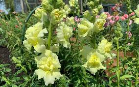 Madame Butterfly Yellow – Snapdragon Seed