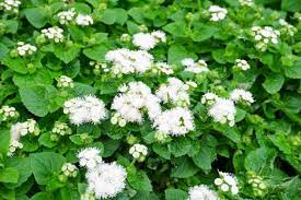 Ageratum- Ball White