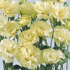 Mariachi Yellow – Lisianthus Seed