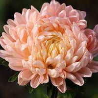 Aster- Benary's Princess Salmon Rose