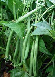 Bean- Windsor Long Pod