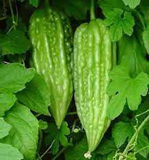 Bitter Gourd Faizabadi Vegetable Seeds