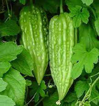 Bitter Gourd Faizabadi Vegetable Seeds