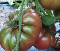 Black Prince – Organic Tomato Seed