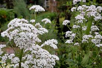 White Valerian