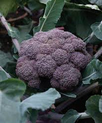 Bella Verde – Mini Broccoli Seeds