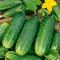 Cucumber- Paris Pickling