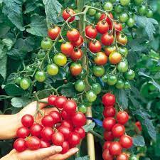 Tomato Cherry Red Organic Vegetable Seeds