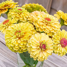 Zinnia- Queeny Lemon Peach