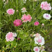 Classic Romantic – Centaurea Seed