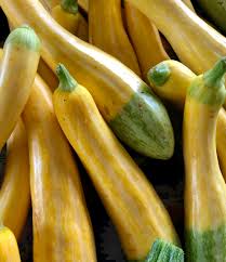 Zephyr – Yellow Summer Squash Seed