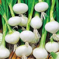 Onion White Globe Vegetable Seeds