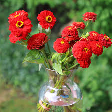 Oklahoma Scarlet – Zinnia Seed