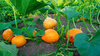 Pumpkin Hybrid Vegetable Seeds