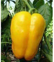 Bellpepper Mini Yellow Imported Vegetable Seeds