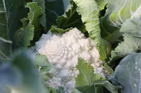 Whitaker – White Romanesco Cauliflower Seeds