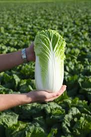 Bilko – Organic Chinese Cabbage Seed