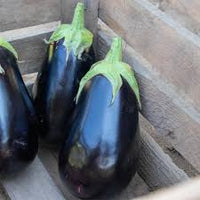 Thanos – Eggplant Seed