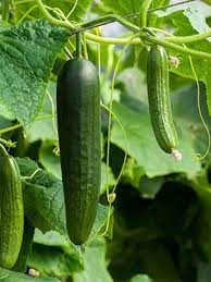 Cucumber Gherkin Vegetable Seeds