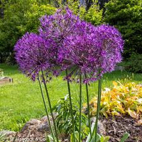 Allium- Purple Rain (Bulb)