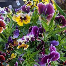 Viola- Rococco Frilled Mix