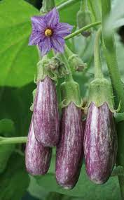 Brinjal Light Purple Long Organic Vegetable Seeds